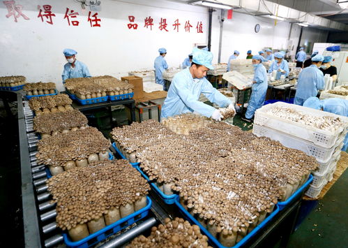 青岛即墨区 生物科技驱动工厂化食用菌栽培，畅销海外市场